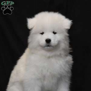 Abby, Samoyed Puppy